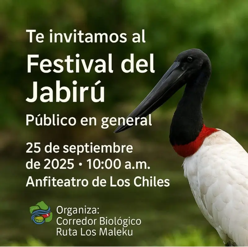 Que hacer hoy en Costa Rica: El 25 de septiembre, viví el Festival del Jabirú en Los Chiles con actividades para todo el público.
