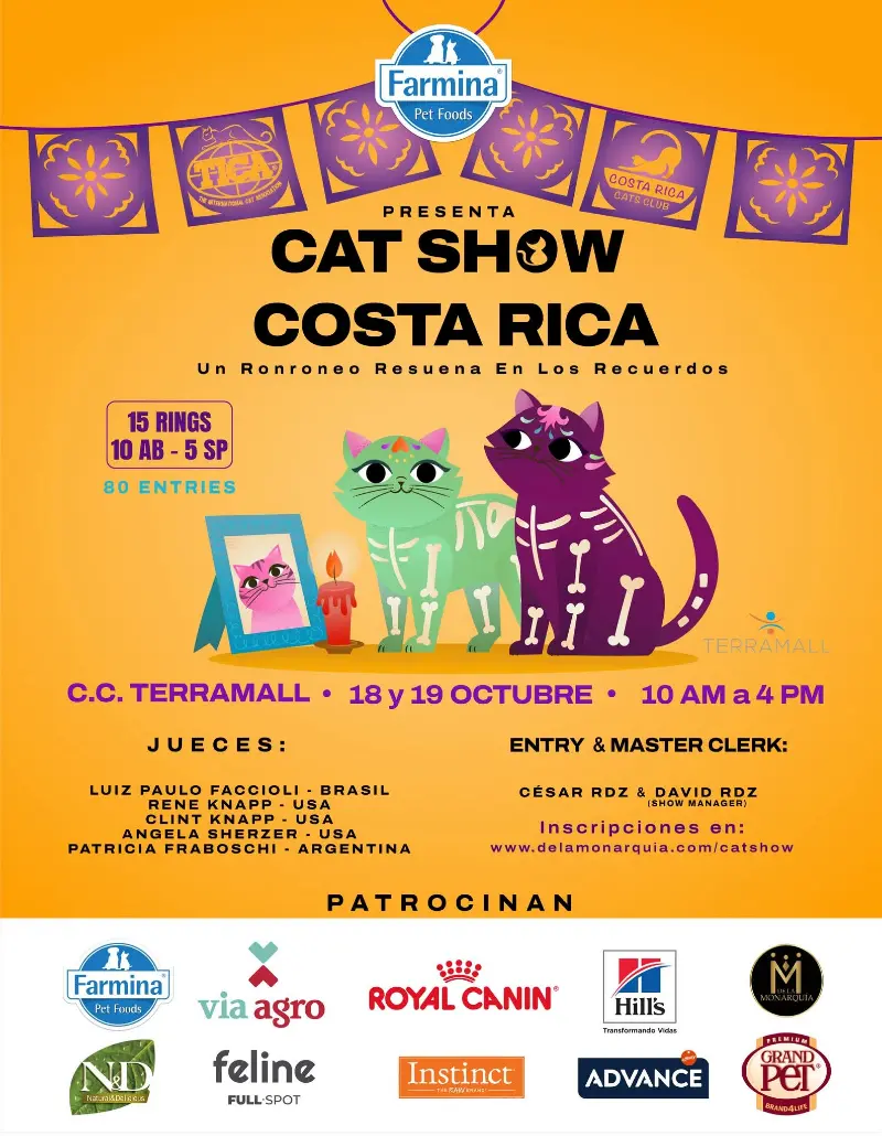 Que hacer hoy en Costa Rica: El evento más esperado para los amantes de los gatos llega a Terramall con jueces internacionales y más de 80 participantes felinos.