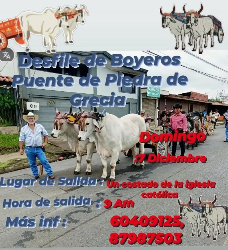 Que hacer hoy en Costa Rica: Desfile de boyeros en Puente de Piedra de Grecia, una tradición llena de cultura y raíces costarricenses.