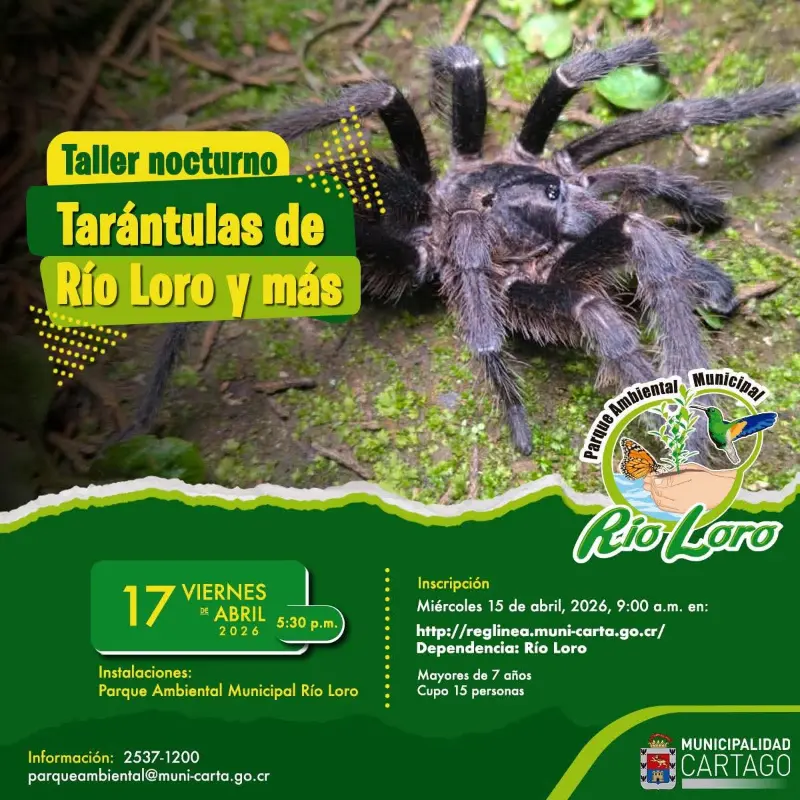 Que hacer hoy en Costa Rica: Explorá el mundo de las tarántulas en un taller nocturno en el Parque Ambiental Río Loro con cupo limitado.